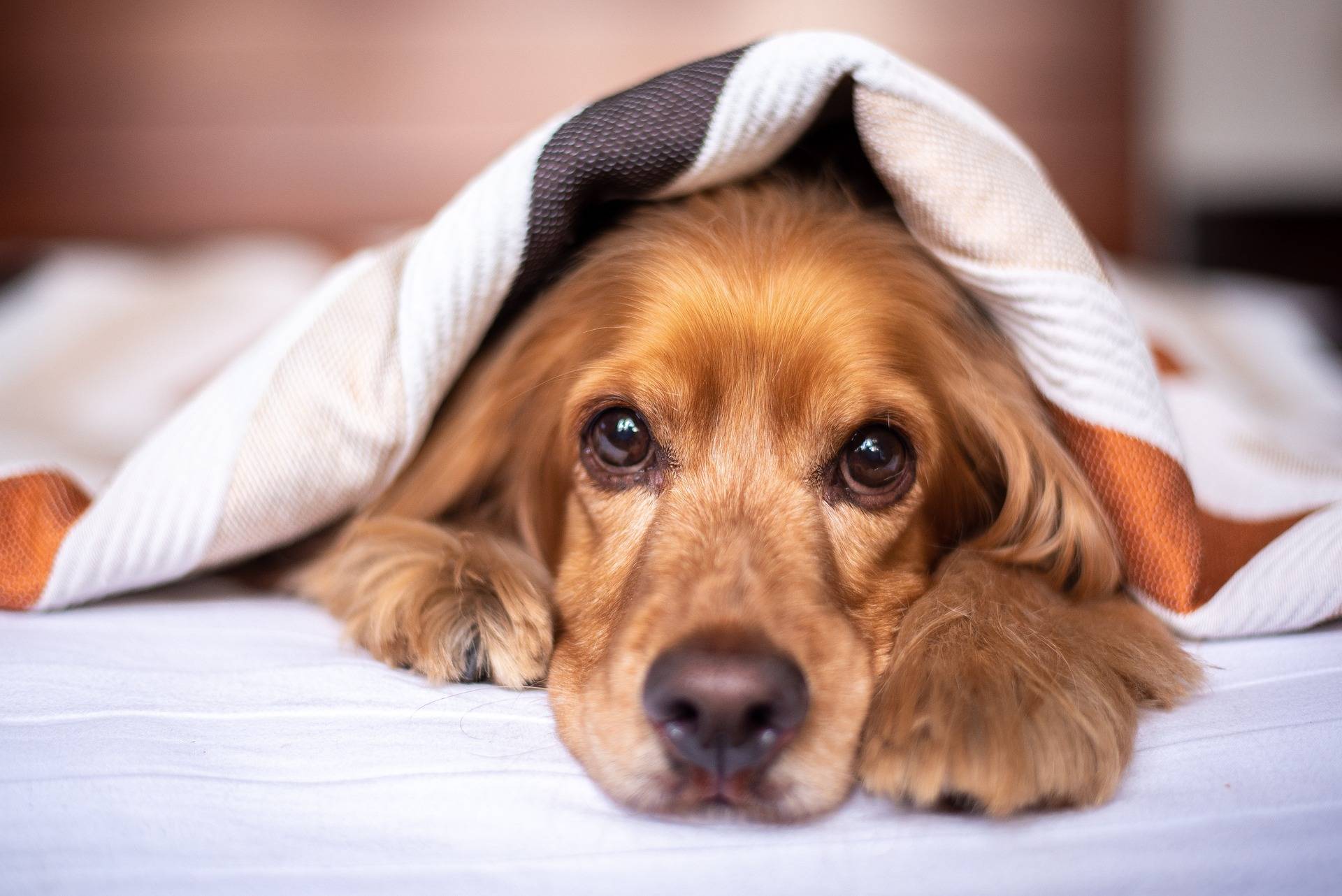 english cocker spaniel g61bf19c53 1920